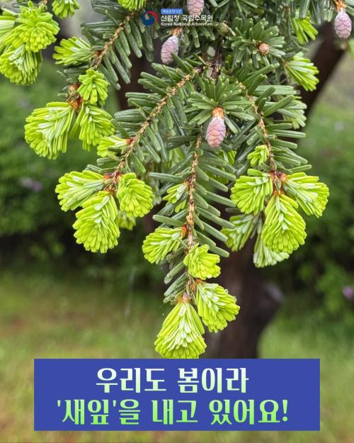우리도 봄이라 새잎을 내고 있어요!