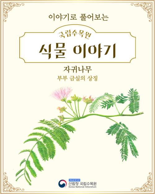 이야기로 풀어보는 국립수목원 식물 이야기_ 자귀나무